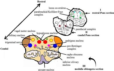 Towards Better Understanding of the Pathogenesis of Neuronal Respiratory Network in Sudden Perinatal Death